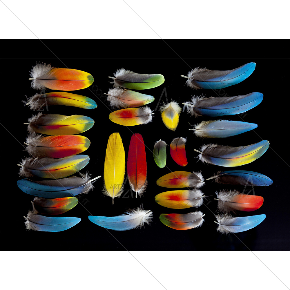 Blue Macaw Feathers — custom-size art design 5009672
