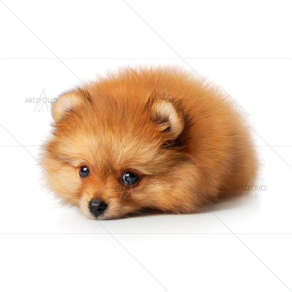 Baby Spitz with Sad Eyes — custom-size art design 5009674