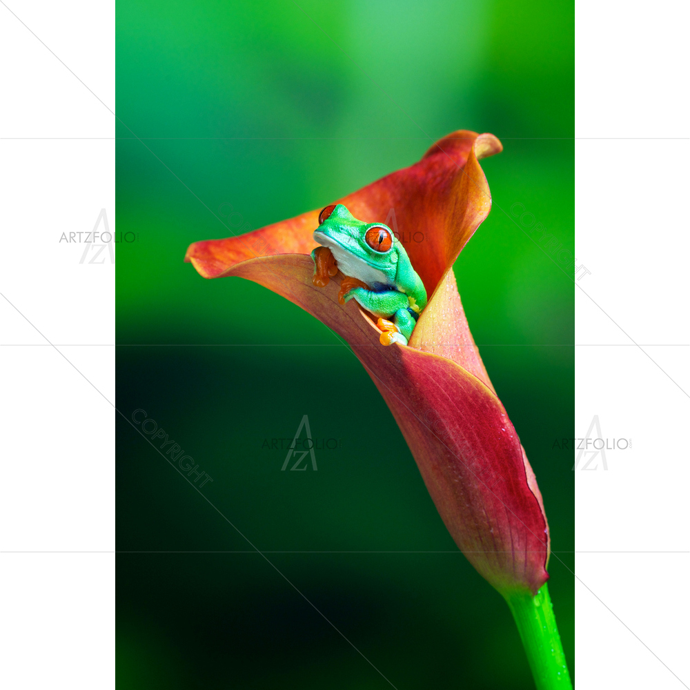 Red Eye Tree Frog — custom-size art design 5009678