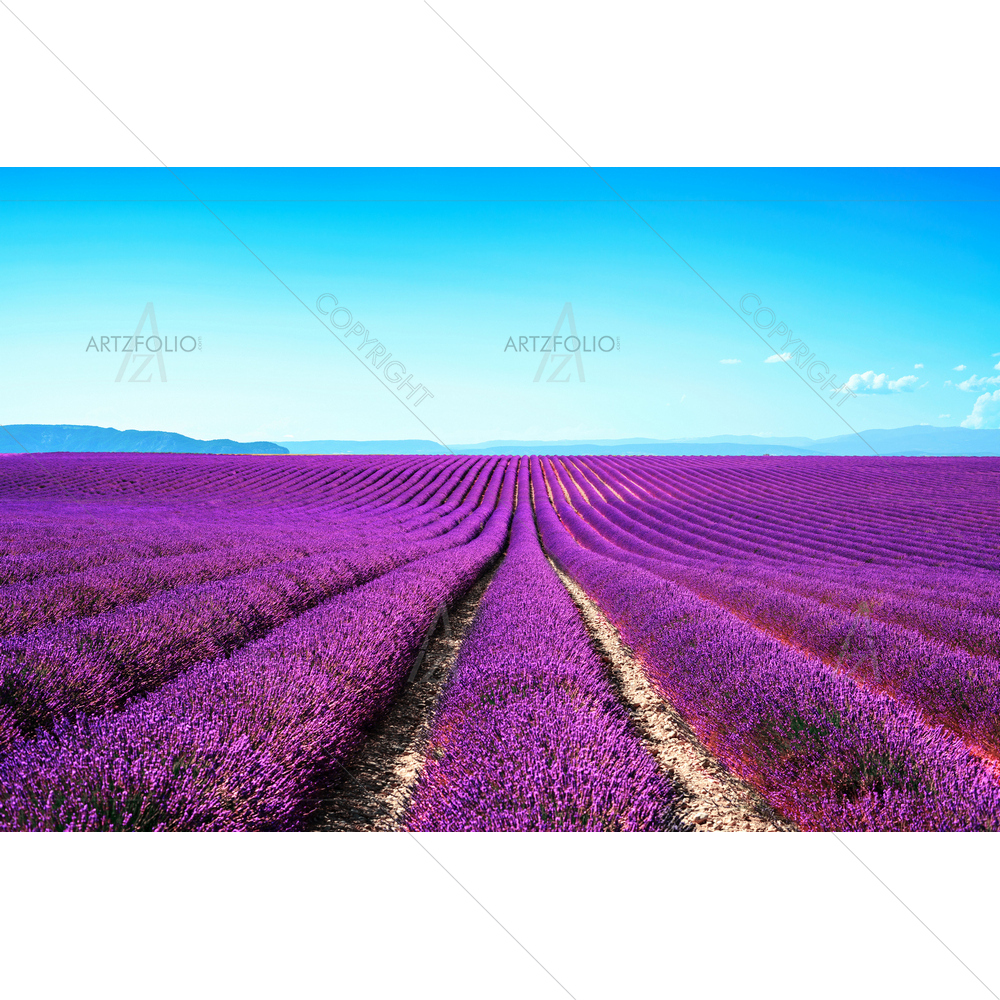 Lavender Flowers, France, Europe — Botanical custom art by ArtzFolio