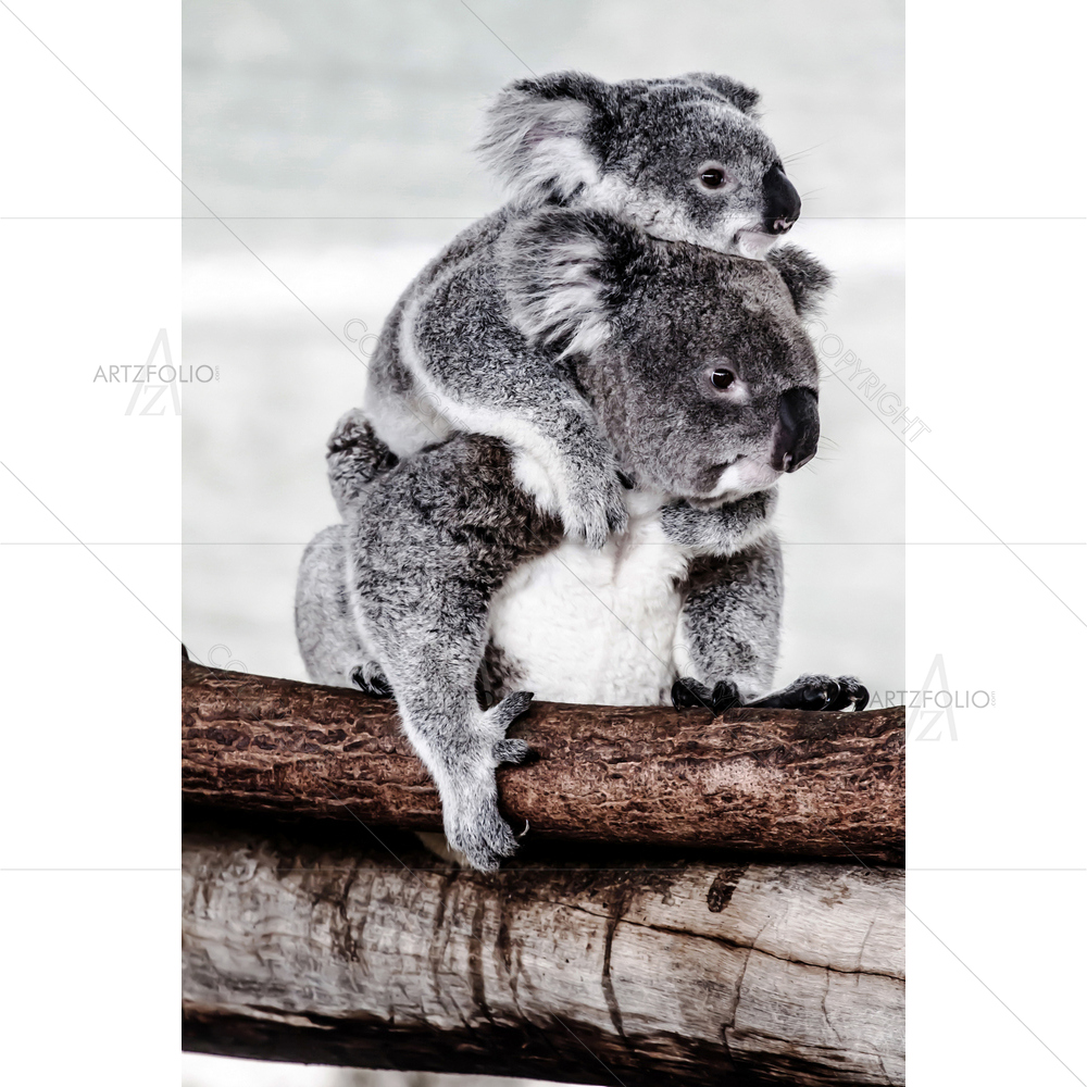 Koala Image — custom-size art design 5009706