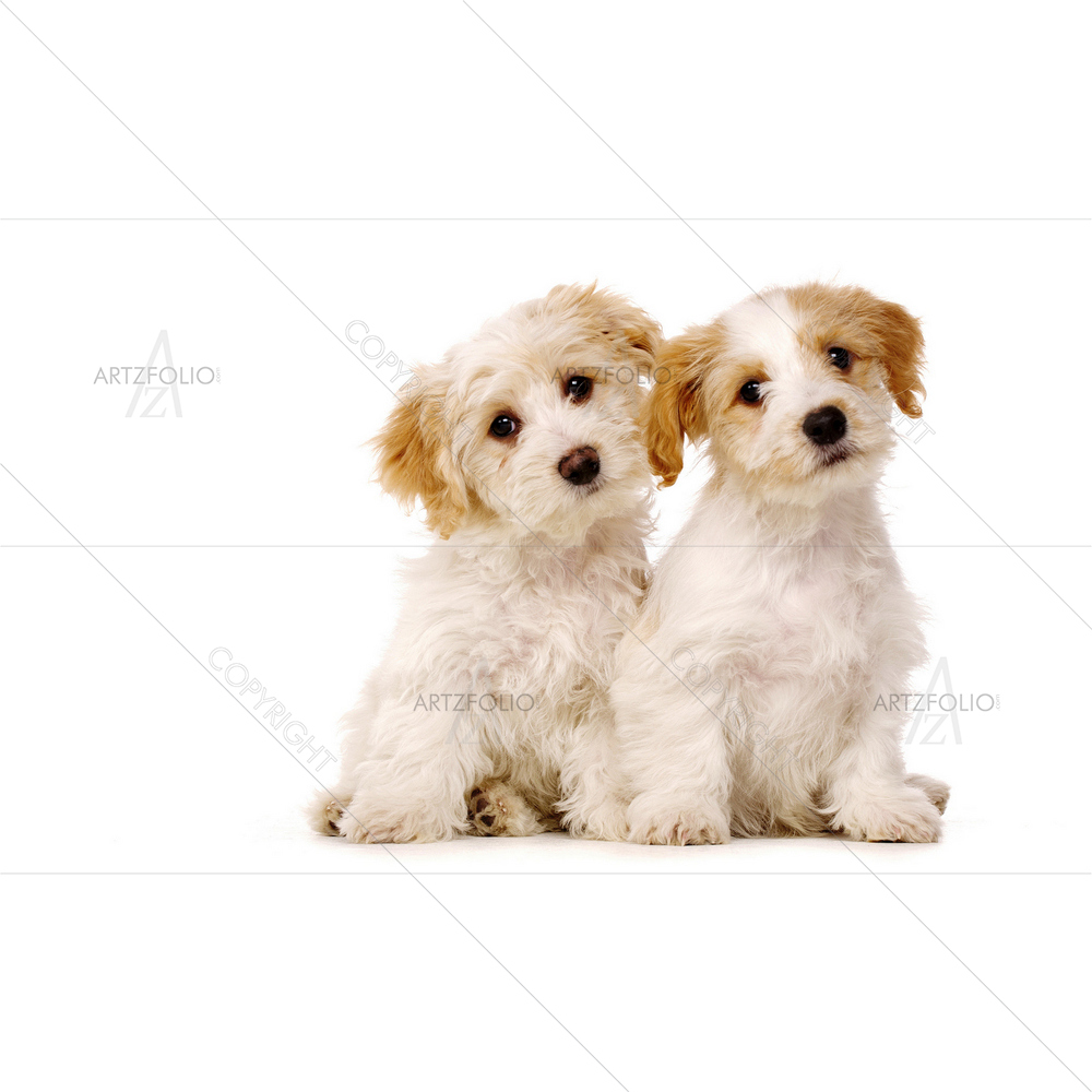 Bichon Frise Cross Puppies Sitting — custom-size art design 5009711