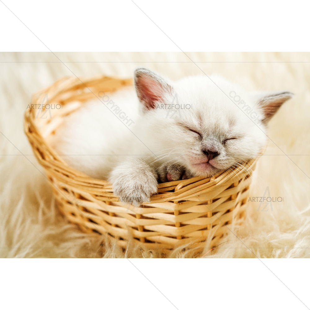 Sleeping Kitten in Basket — custom-size art design 5009720