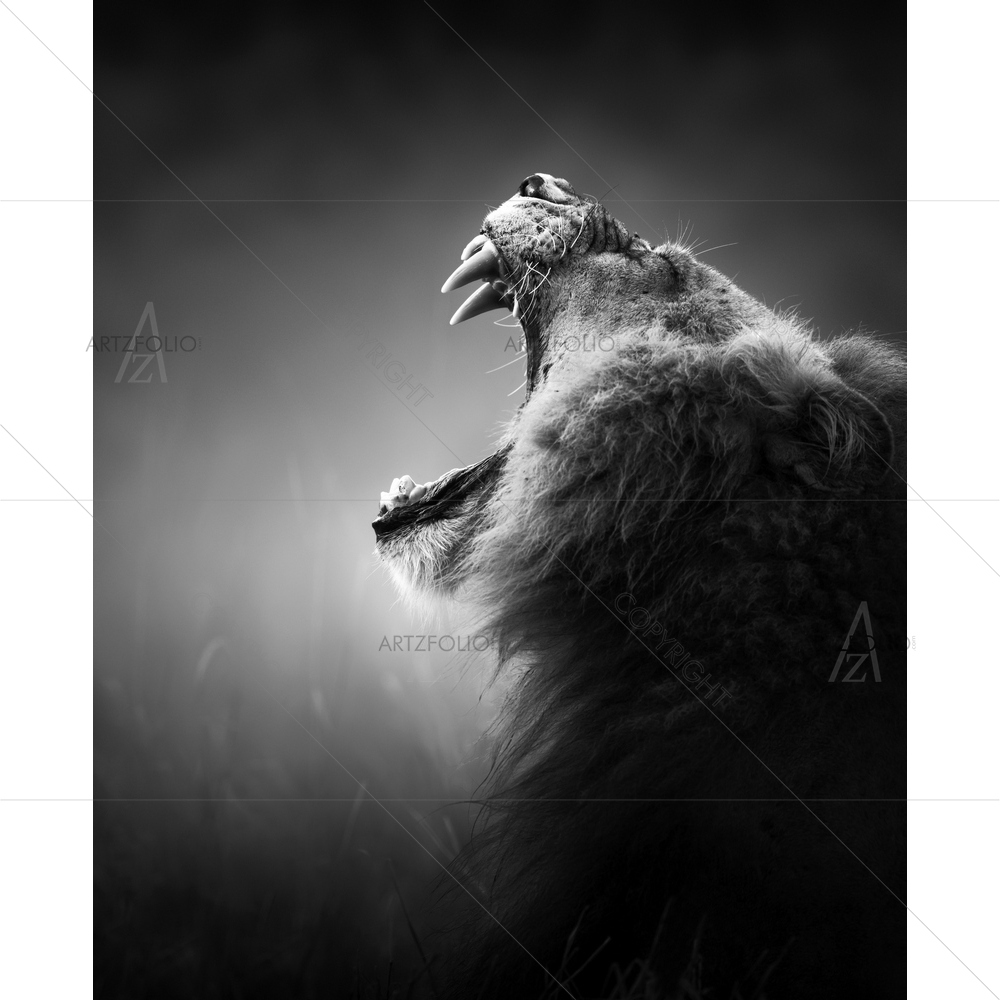 Lion, Kruger National Park, South Africa — African custom art by ArtzFolio