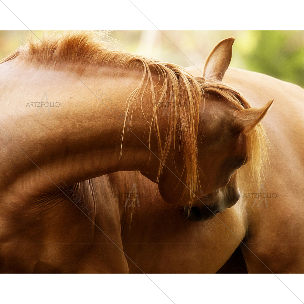 Equine Curves — custom-size art design 5009737