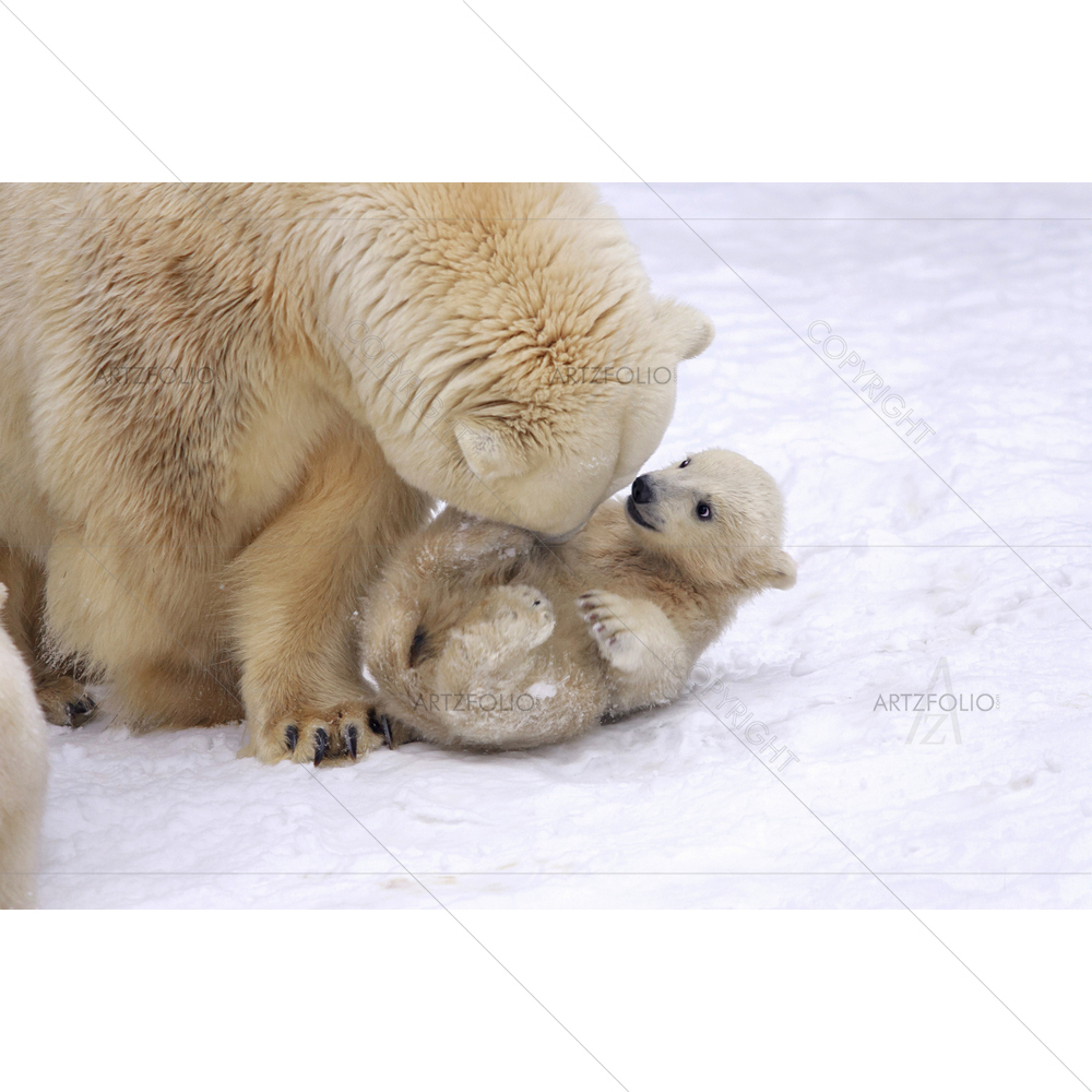 Mother Polar Bear's Love — custom-size art design 5009738