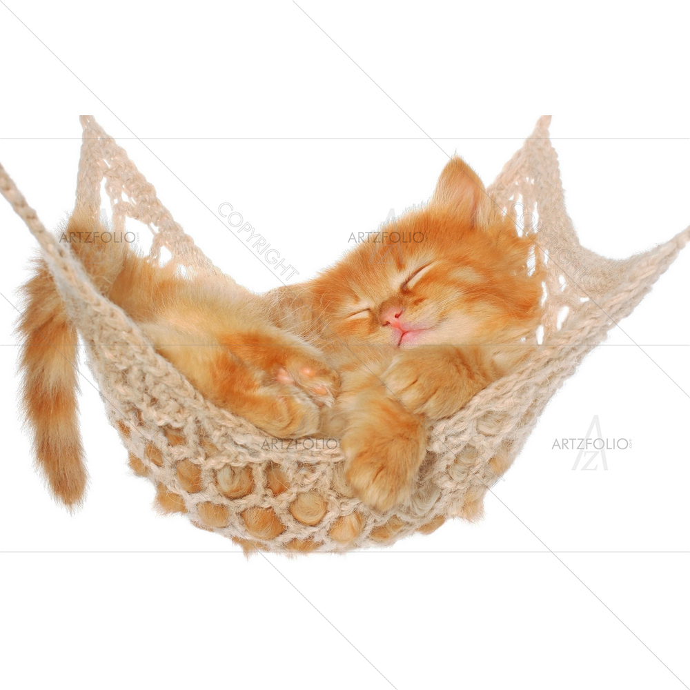 Red Haired Kitten Sleeping in Hammock — custom-size art design 5009739