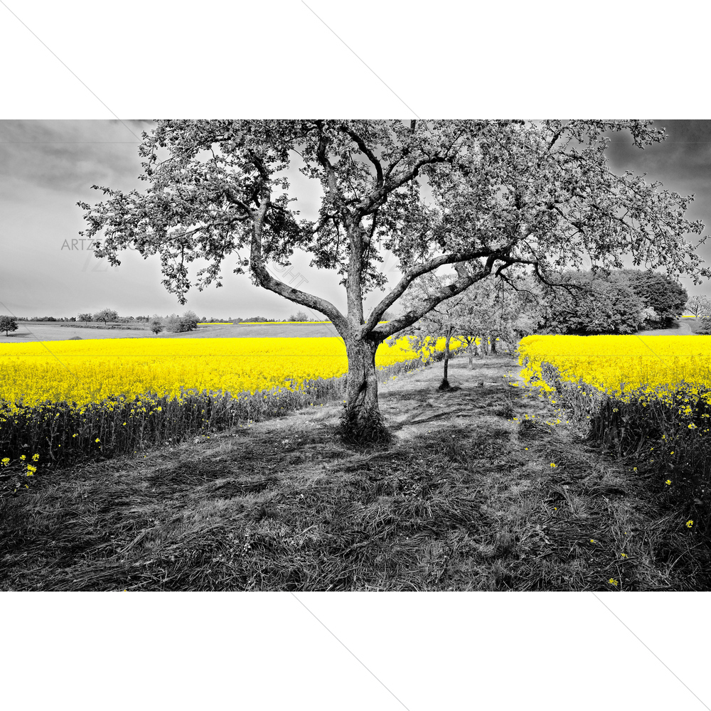 Oilseed Rape Fields with Apple Trees — custom-size art design 5009755