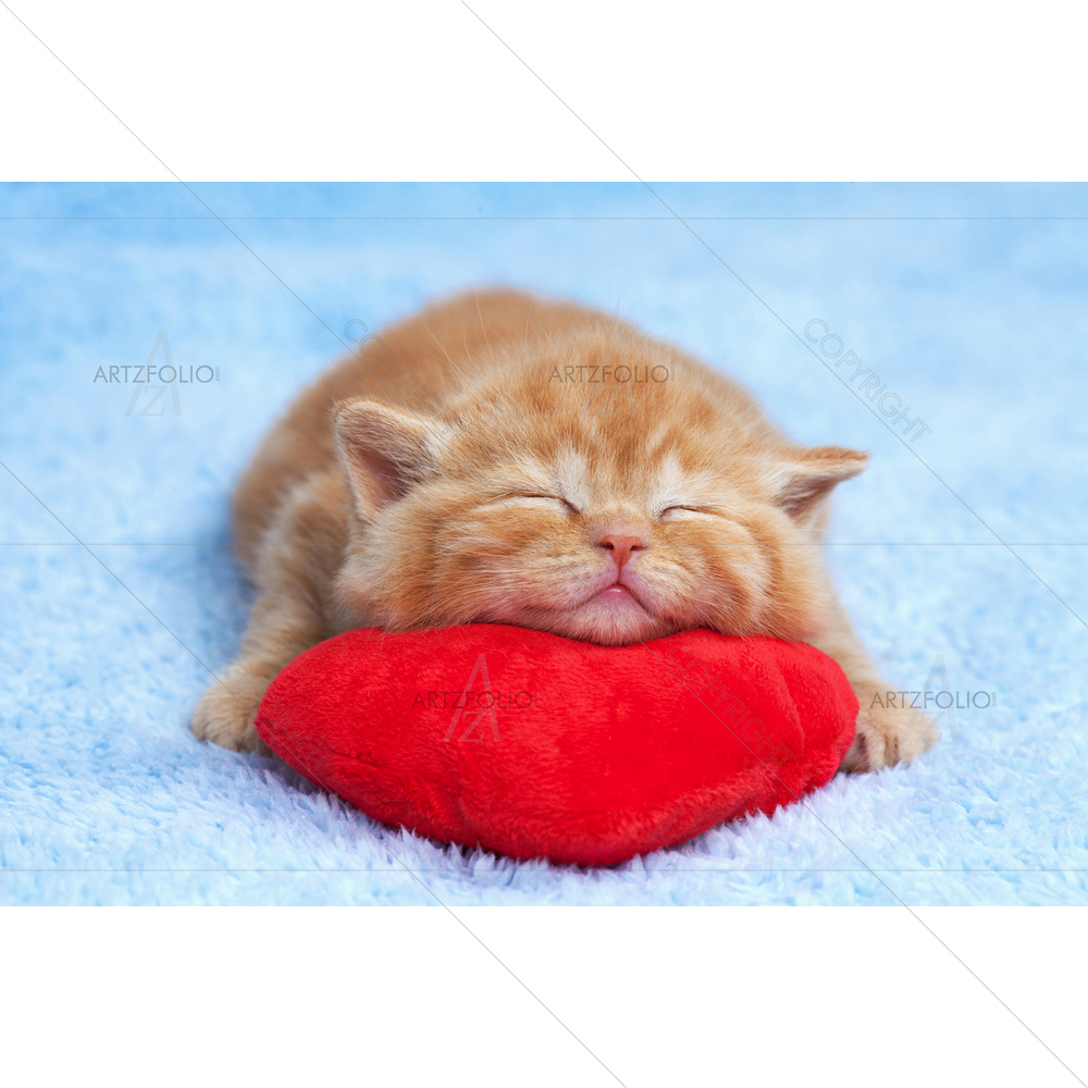 Baby Kitten Sleeping — custom-size art design 5009766
