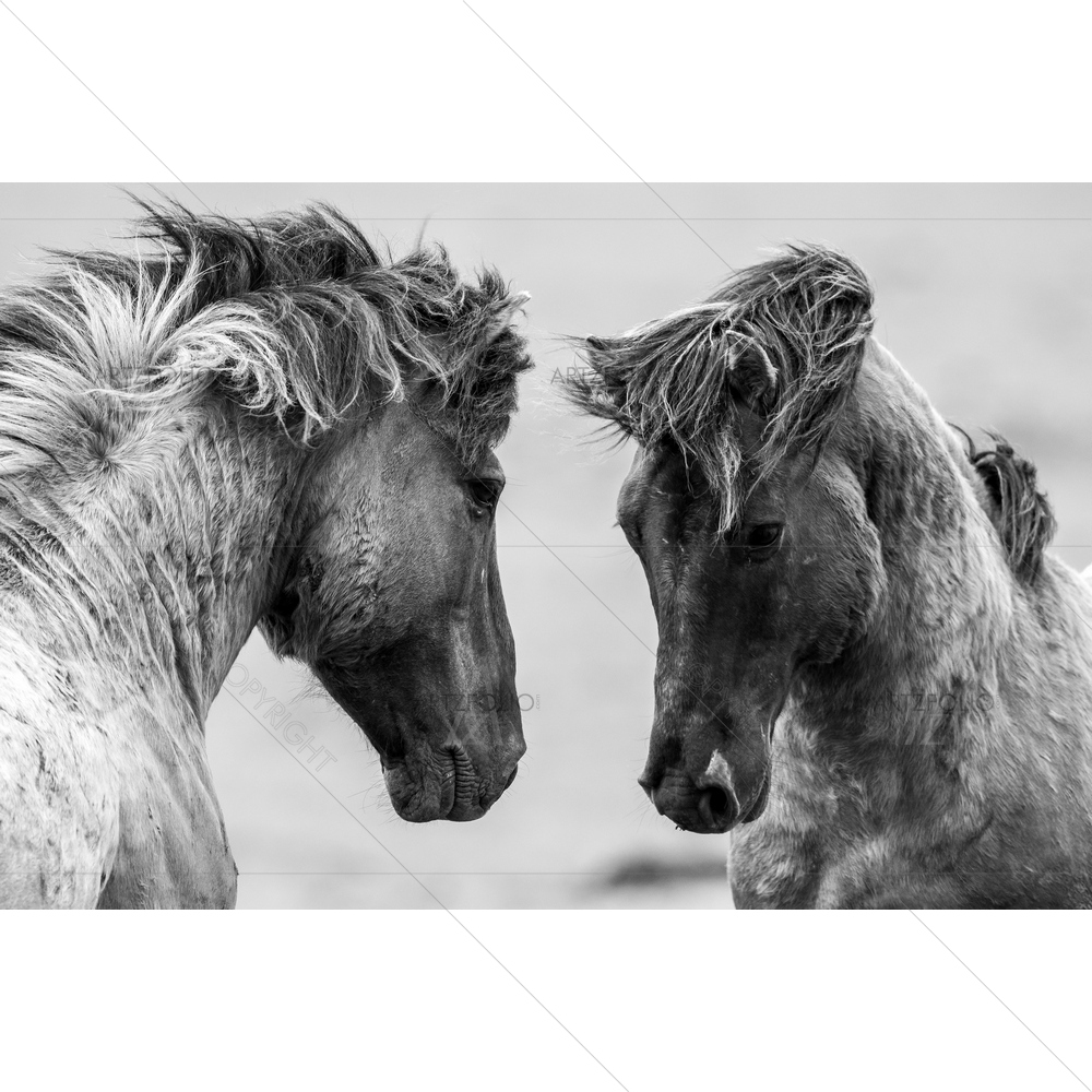 Fighting Horse — Animals custom art by ArtzFolio