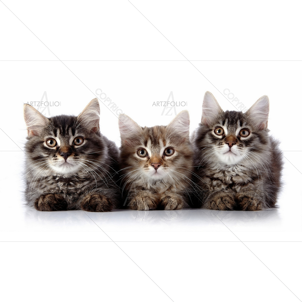 Three Kittens — Animals custom art by ArtzFolio