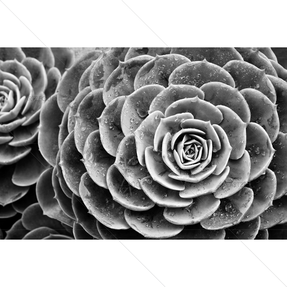 Succulent Echeveria Rosettes with Raindrops — custom-size art design 5009831