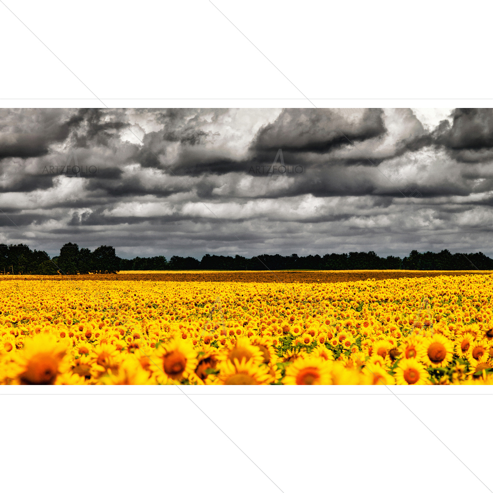 Evening Over Sunflowers Meadow — custom-size art design 5009834