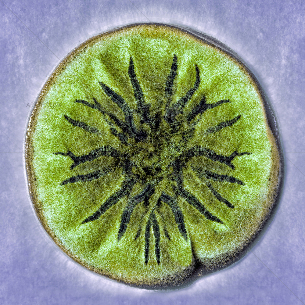 Mold Spores D2 — Abstract custom art by ArtzFolio