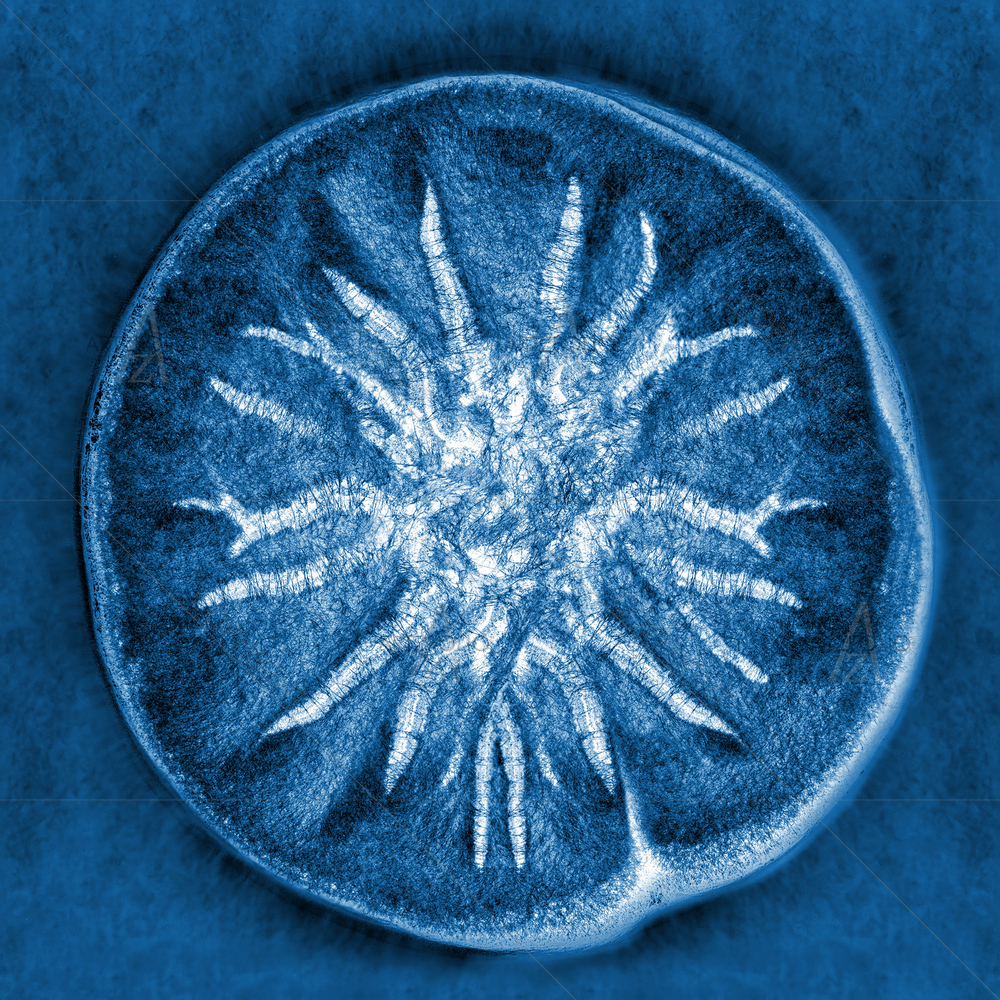 Macro Mold Spores — custom-size art design 5009847