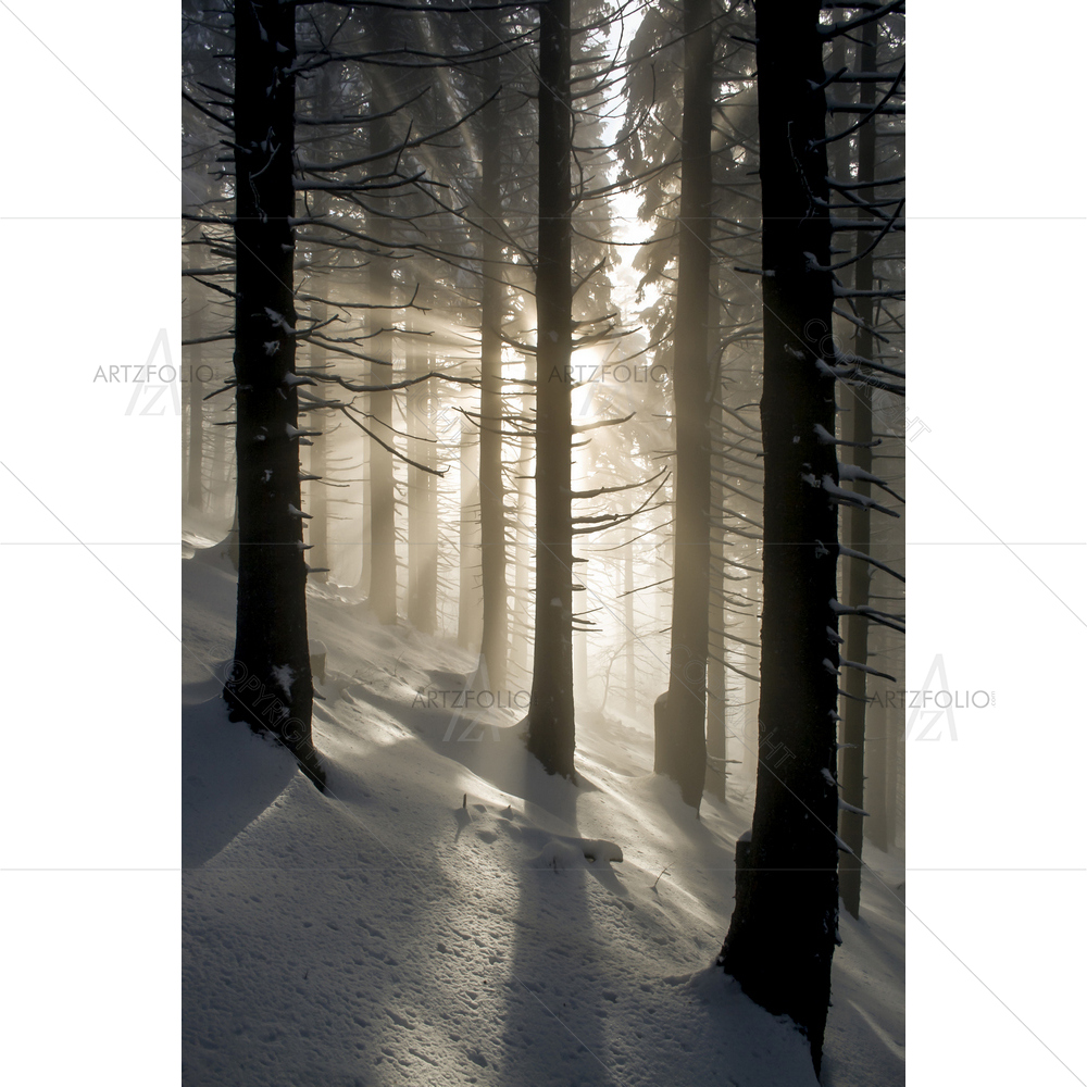 Rays in Winter Forest — custom-size art design 5009850