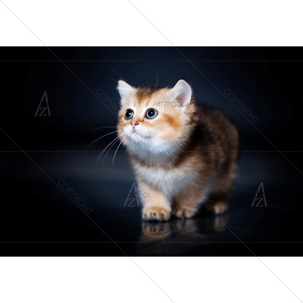 Little Kitten — custom-size art design 5009854