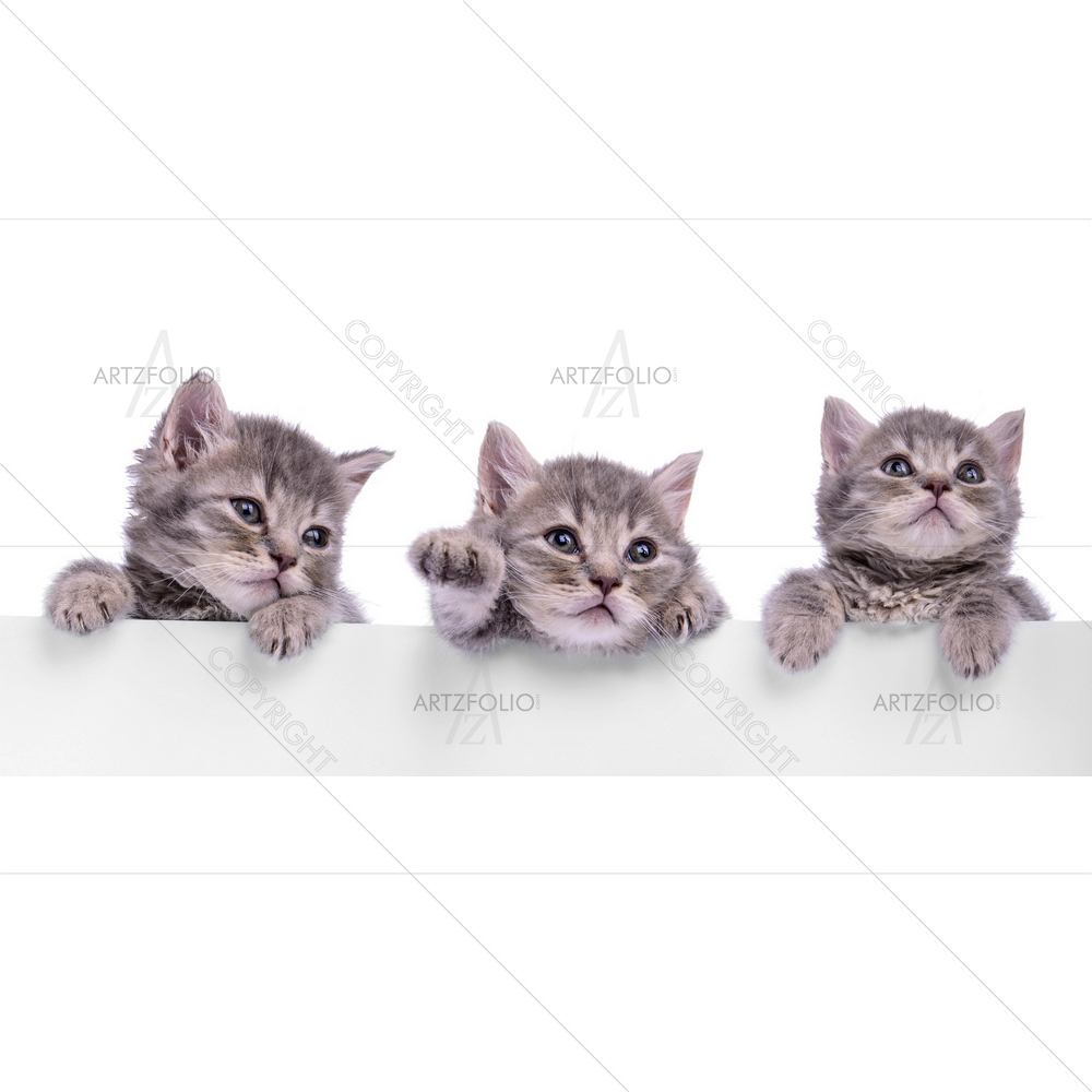 Scottish Kittens Holding Billboard — custom-size art design 5009862