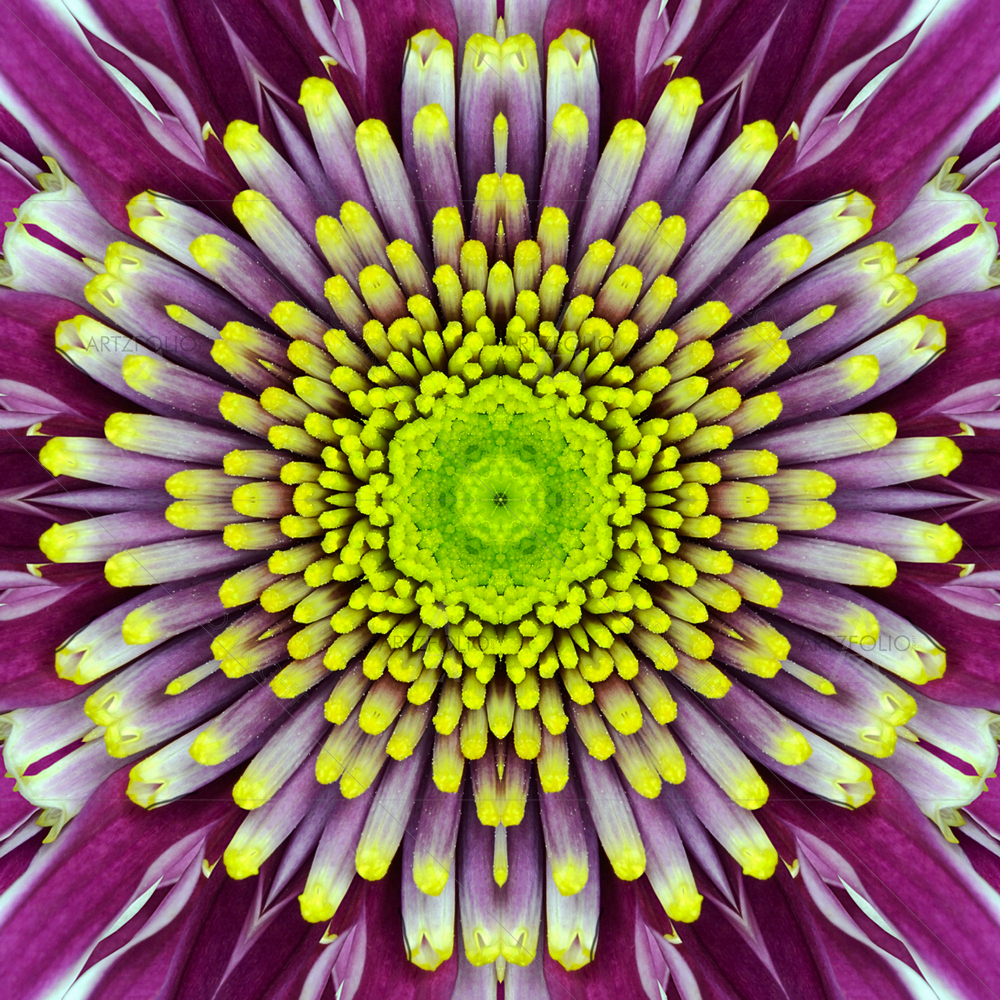 Purple Concentric Flower — custom-size art design 5009866