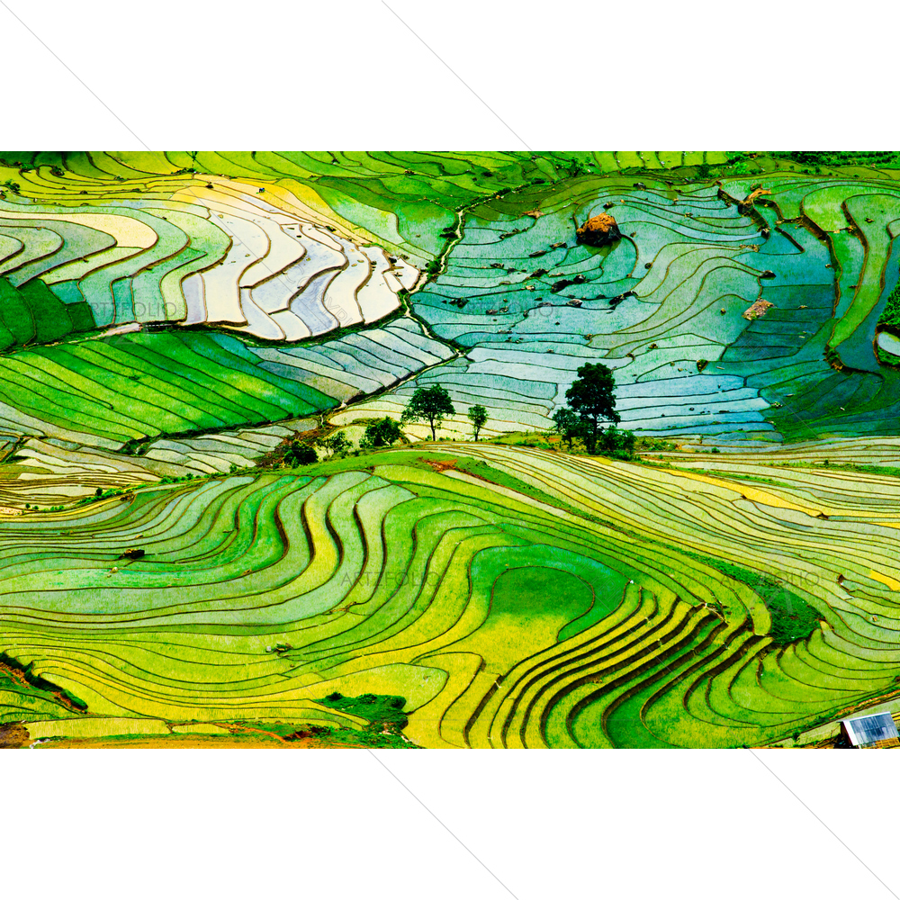Terraced Rice Field, Vietnam — custom-size art design 5009869