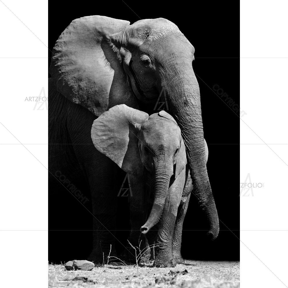 Mother Elephant Protecting Her Baby — custom-size art design 5009872