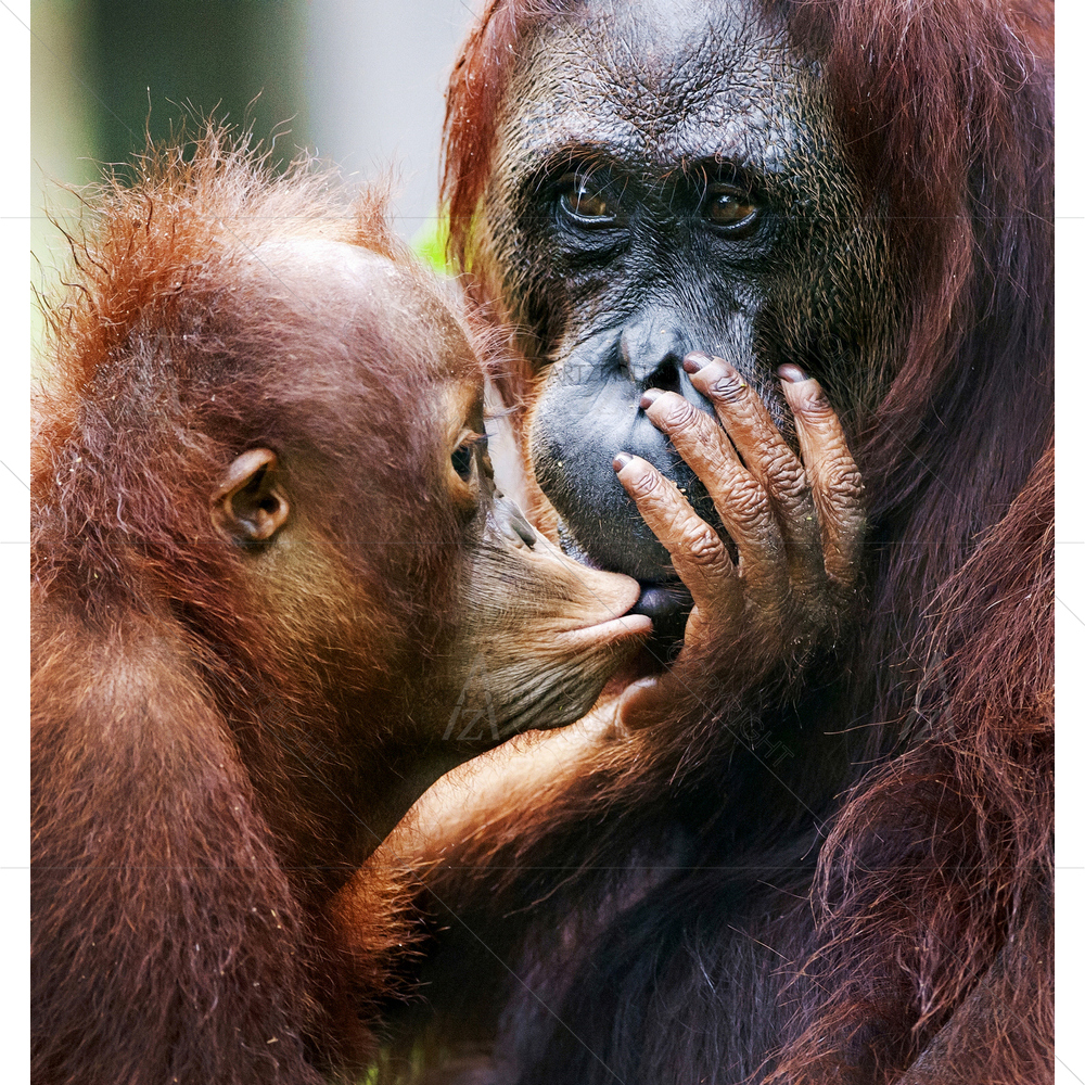 Orangutan Cub Kisses Mum — Animals custom art by ArtzFolio