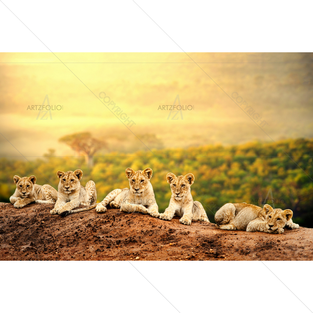 Lion Cubs Laying — custom-size art design 5009900