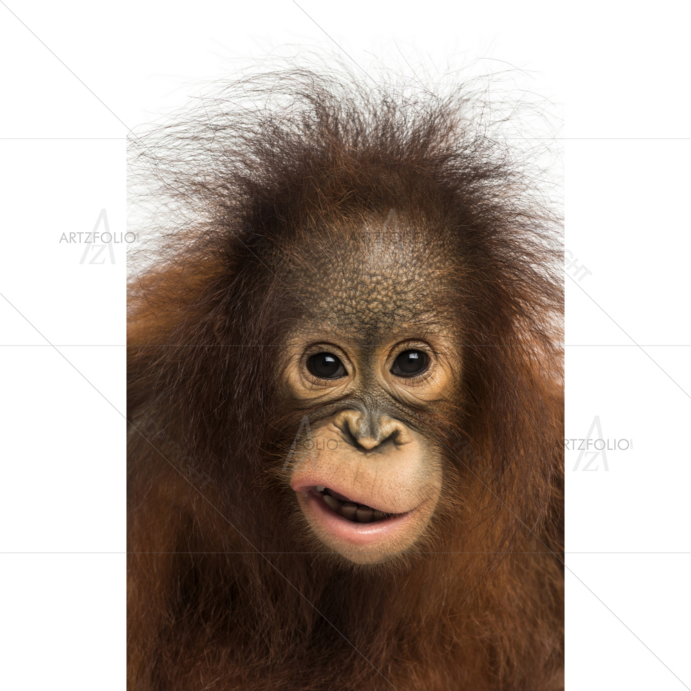 Young Bornean Orangutan — Animals custom art by ArtzFolio