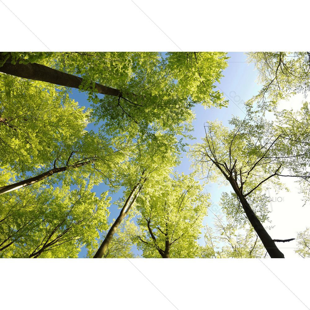Spring Beech Forest — custom-size art design 5009945