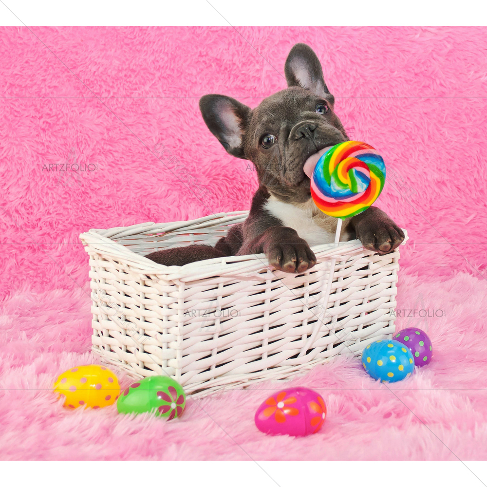 French Bulldog Puppy Sitting in Basket — Animals custom art by ArtzFolio