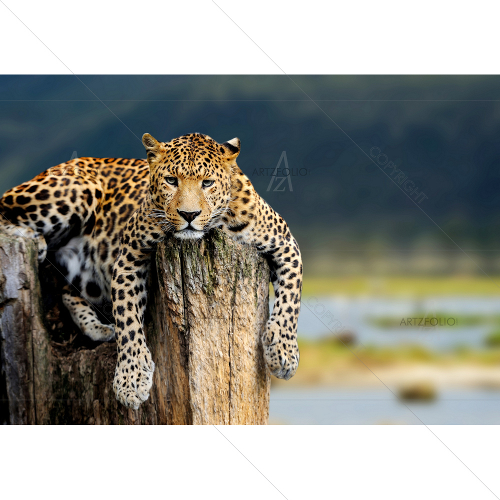 Leopard Sitting on Tree — custom-size art design 5009988