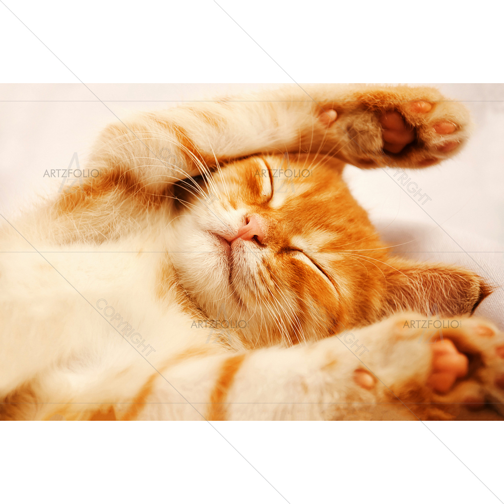 Ginger Baby Cat Sleeping — custom-size art design 5009999