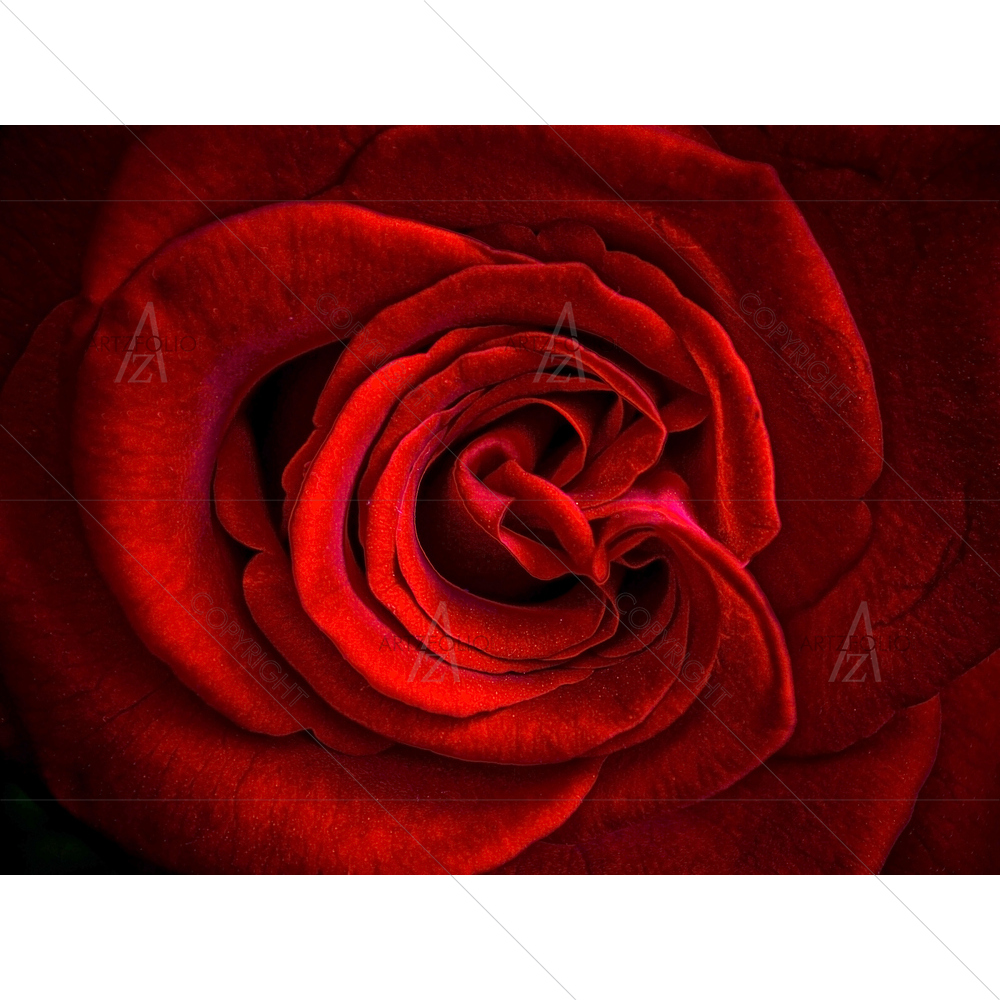 Red Rose Petals — custom-size art design 5010067