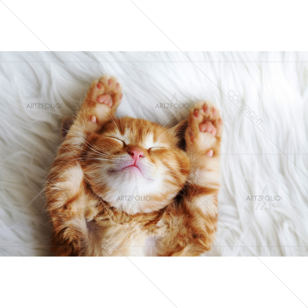 Red Kitten Sleeps on Blanket — custom-size art design 5010076