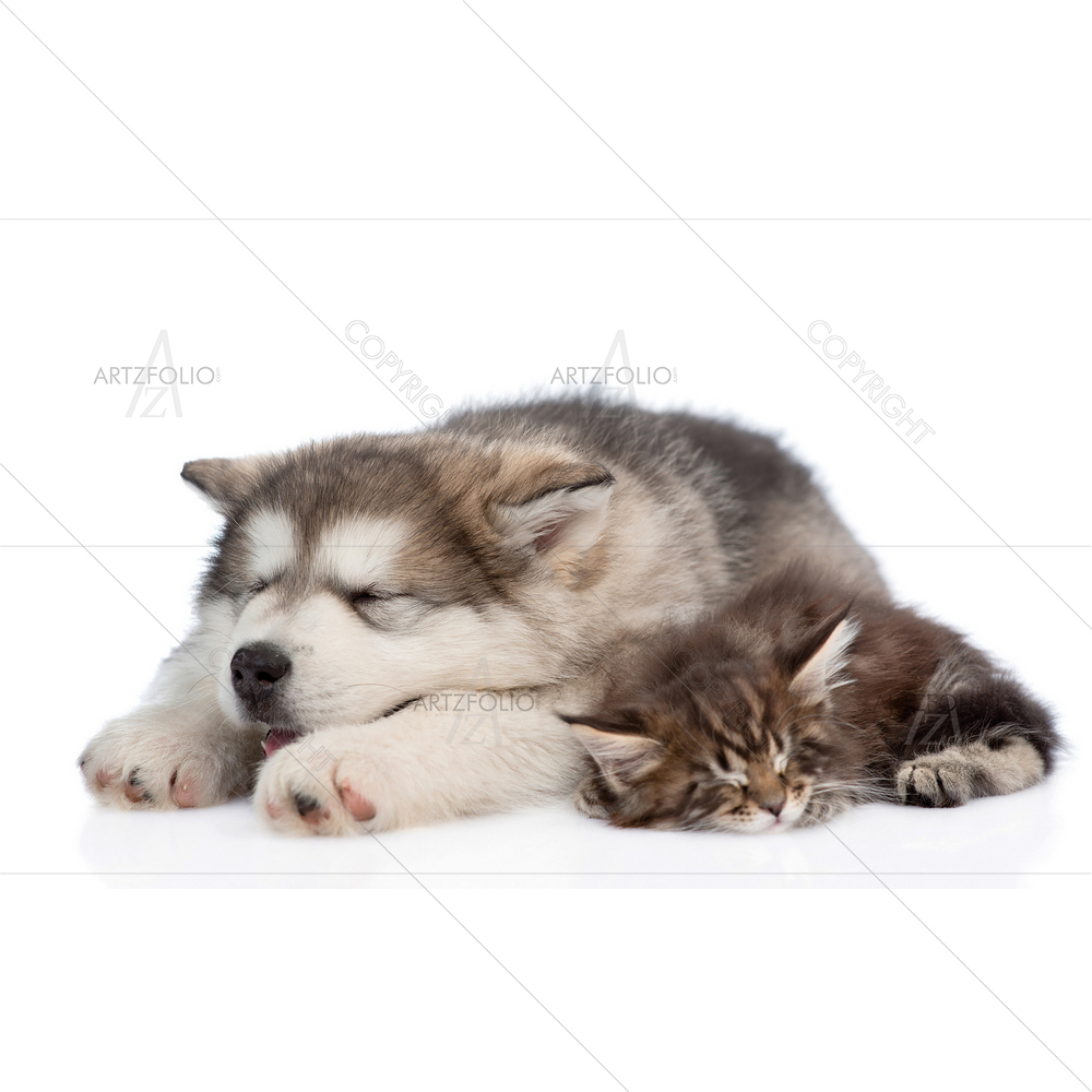 Alaskan Malamute Puppy and Maine Coon Kitten — Animals custom art by ArtzFolio