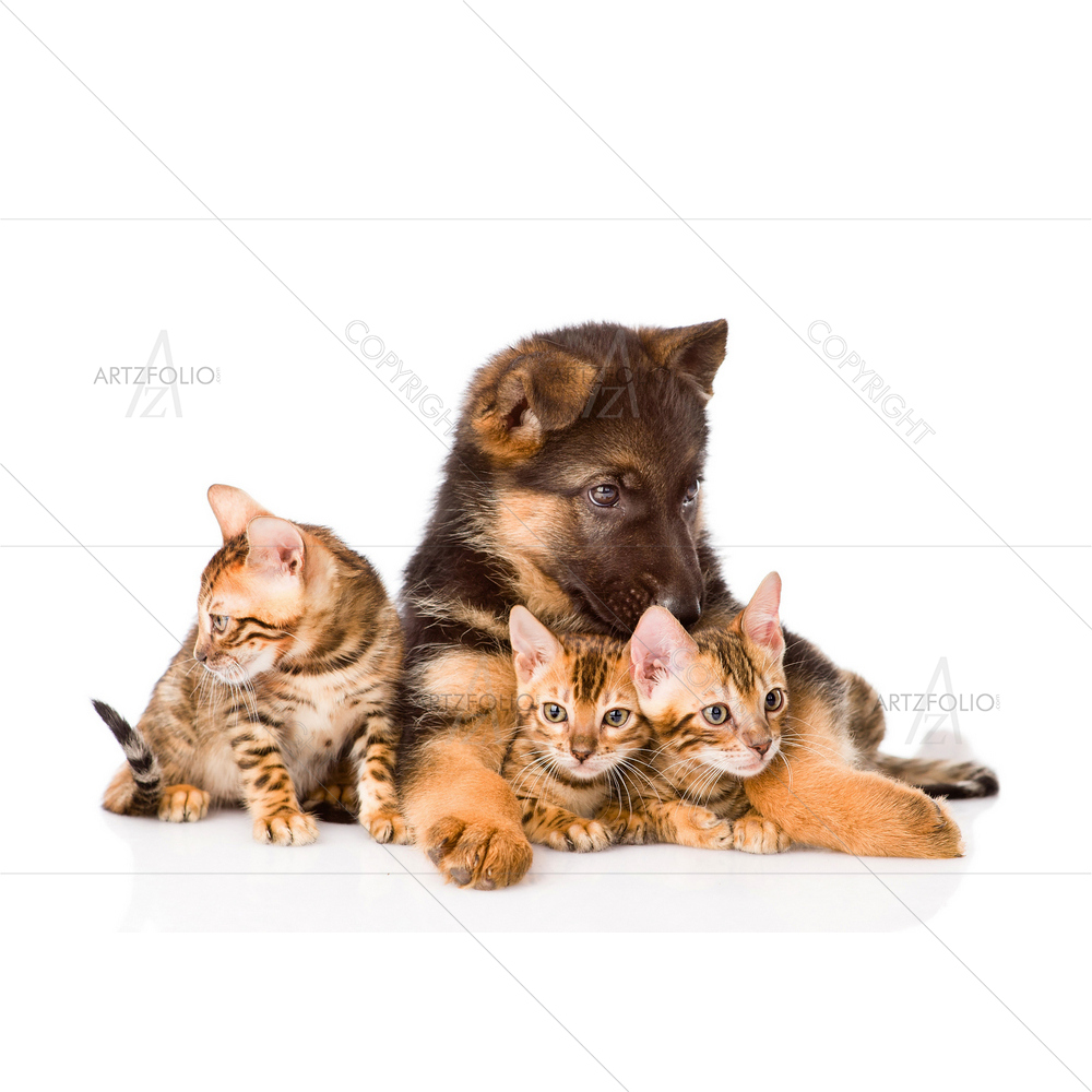 German Dog and Bengal Kittens — custom-size art design 5010224
