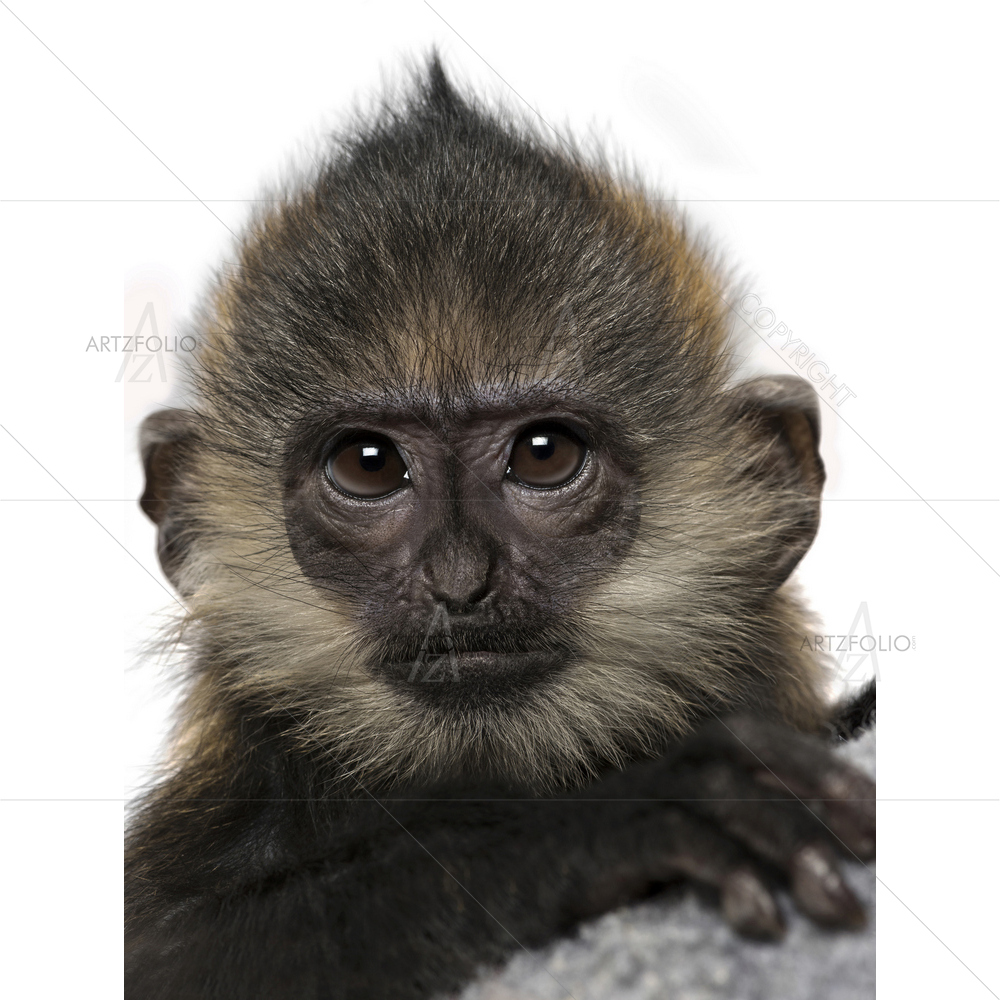 Baby Francois Langur — Animals custom art by ArtzFolio