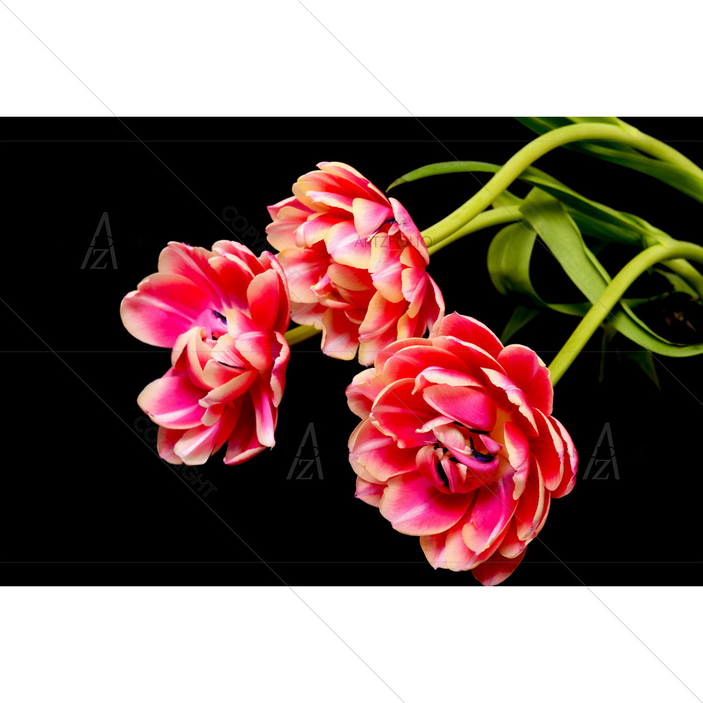 Tulip Flowers D3 — Botanical custom art by ArtzFolio
