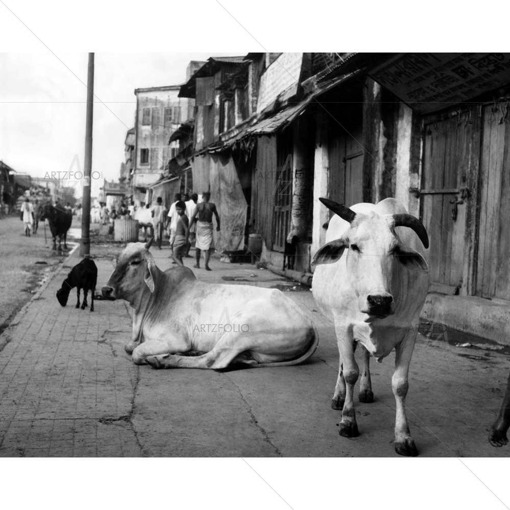 Sacred Cows on Walk, Calcutta, India — custom-size art design 5010331
