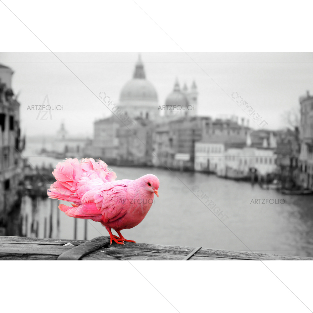 Pink Pigeon on Bridge Railing, Venice — Devotional custom art by ArtzFolio