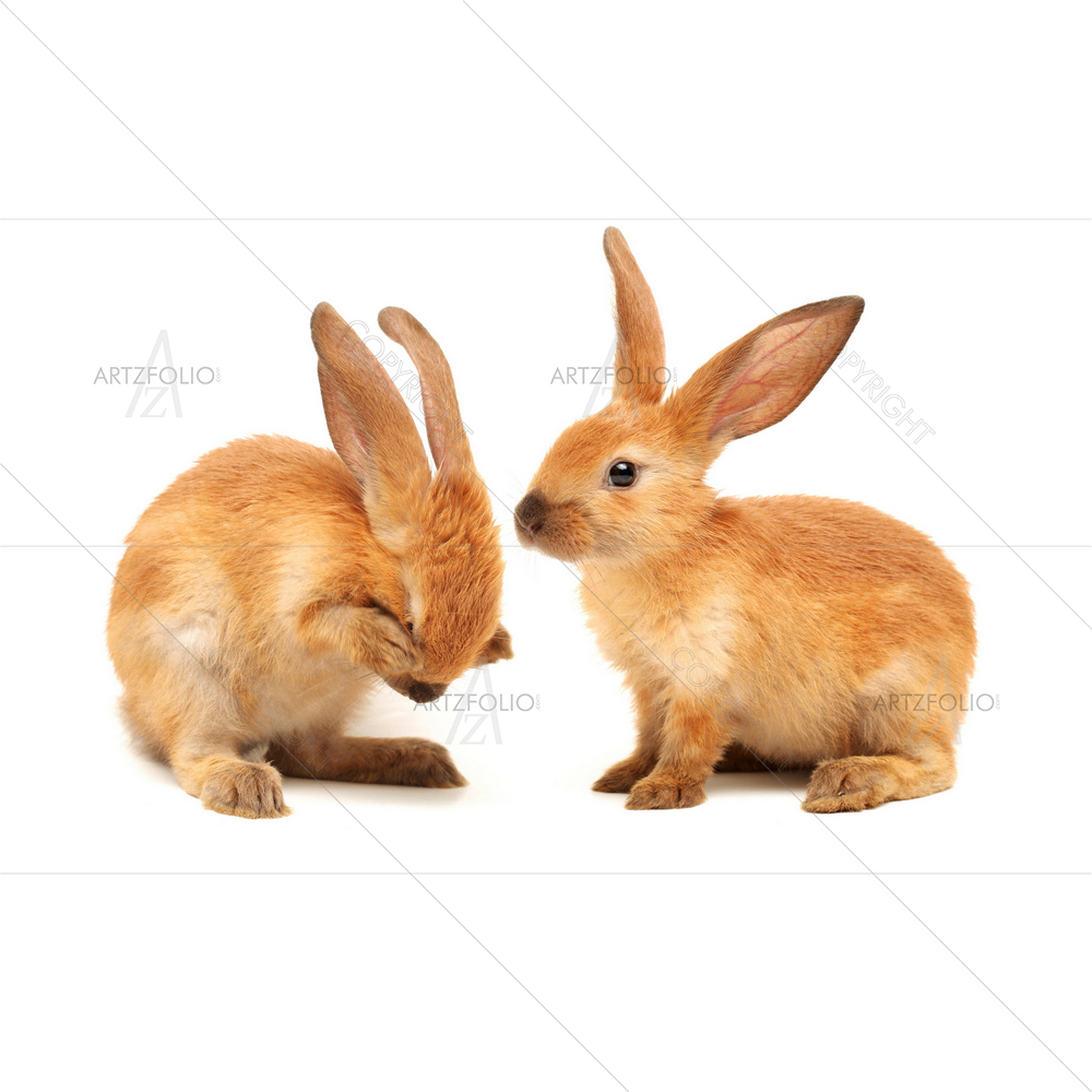 Picture of Rabbits — custom-size art design 5010355