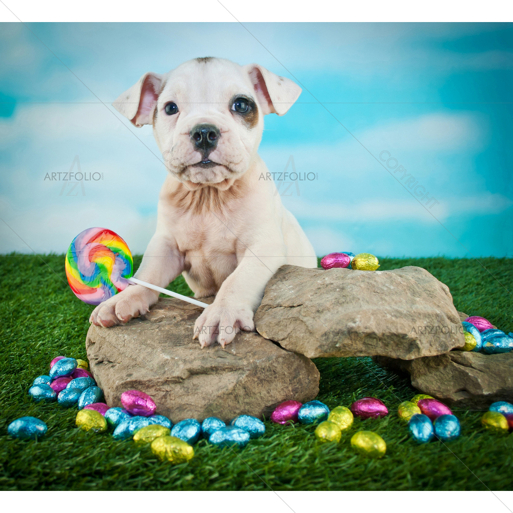 Bulldog Puppy Holding Lollipop — Animals custom art by ArtzFolio