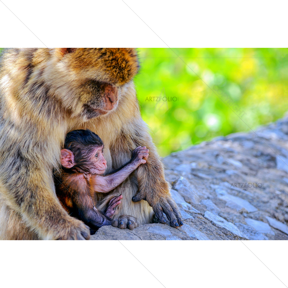 Baby Macaque and his Mother, Europe — custom-size art design 5010361