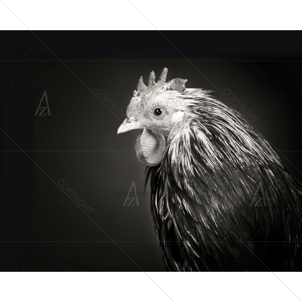 Rooster Portrait — custom-size art design 5010411
