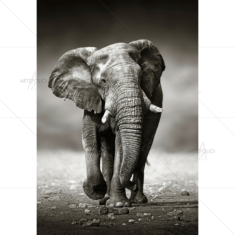 African Elephant, Etosha National Park, Namibia — African custom art by ArtzFolio