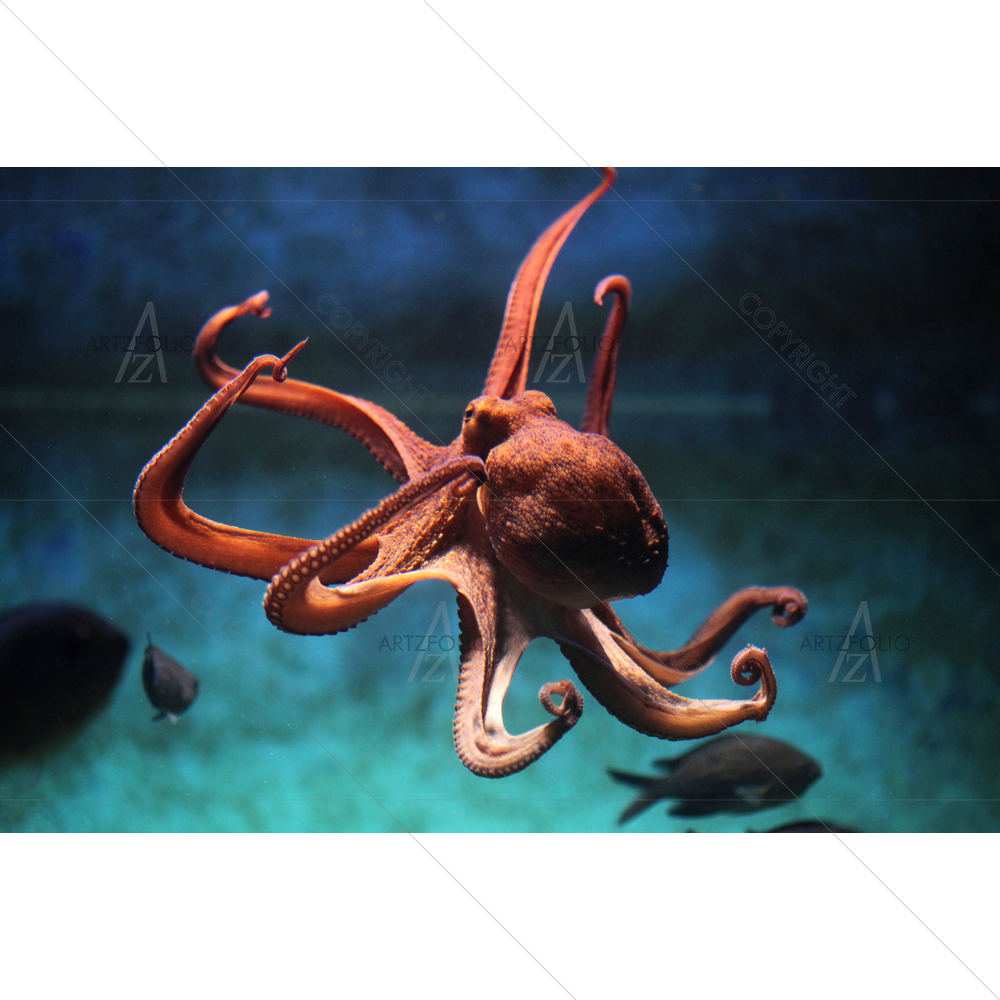 Common Octopus Image — Animals custom art by ArtzFolio