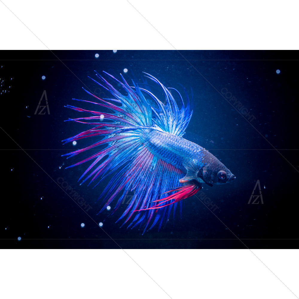 Siamese Fighting Fish D2 — Animals custom art by ArtzFolio
