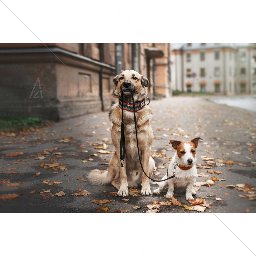 Dogs Walking in Park — custom-size art design 5010551
