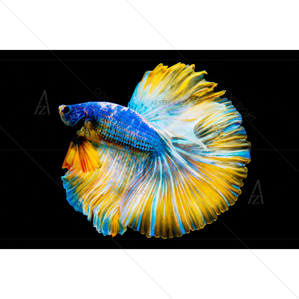 Betta Fish Portrait — Animals custom art by ArtzFolio