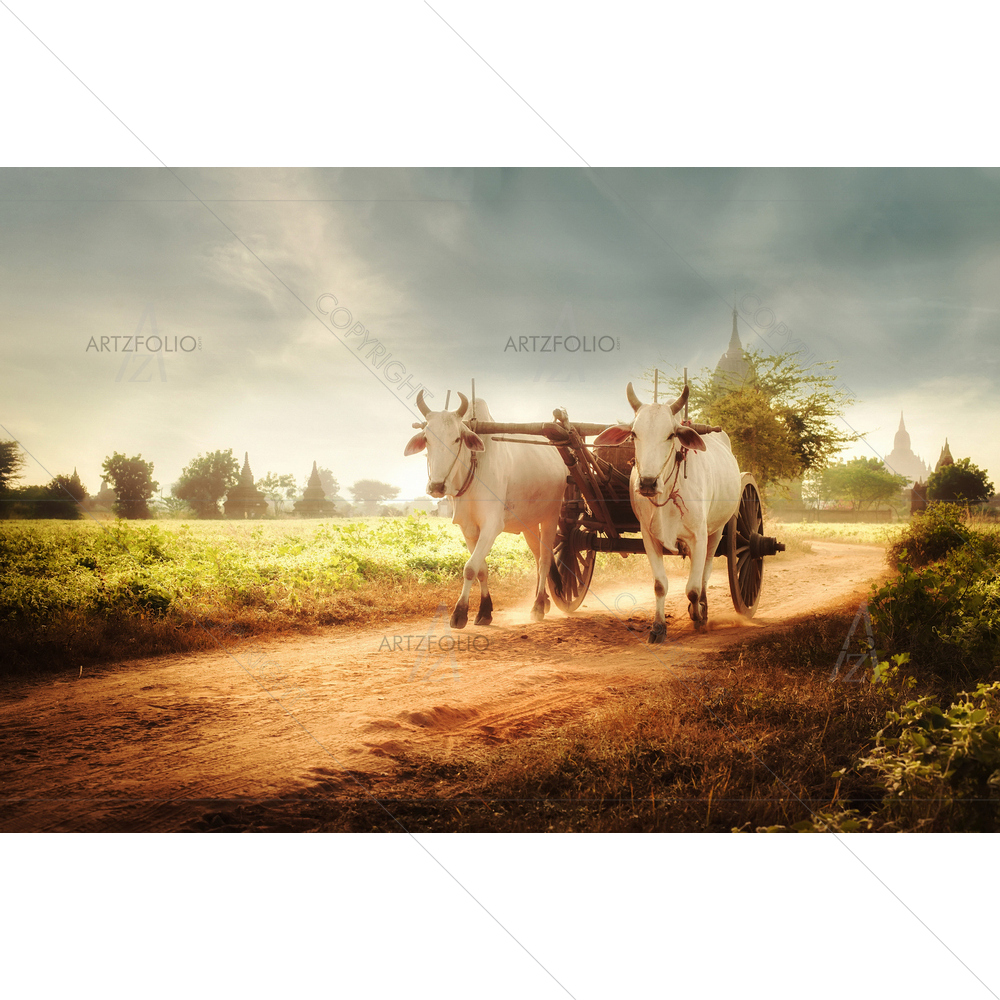 Asian Rural Landscape with Oxen, Myanmar D1 — Animals custom art by ArtzFolio